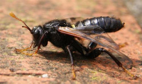 Réf. 56 756 : Cimbex femoratus