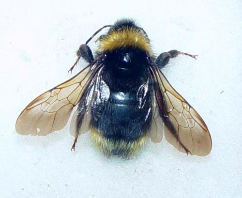 Réf. 56 666 : Bombus bohemicus