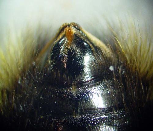 Réf. 56 667 : Bombus bohemicus