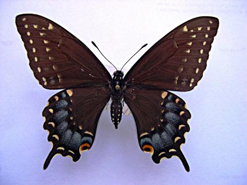 Papilio polyxenes