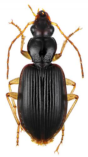 Réf. 56 516 : Paranchus albipes
