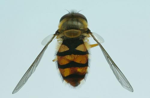 Parasyrphus nigritarsis