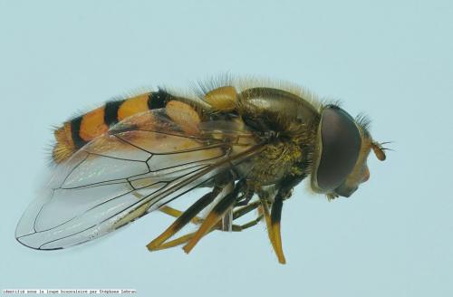 Parasyrphus nigritarsis