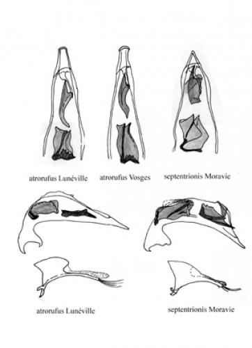 Patrobus divers