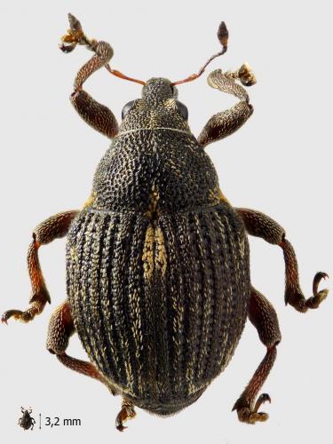 Rhinoncus pericarpius