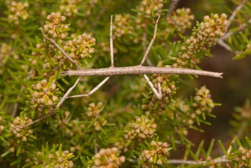 Clonopsis gallica