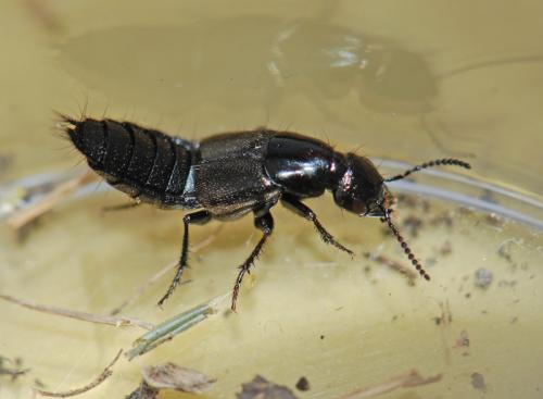 Philonthus splendens