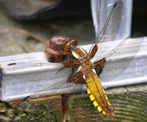 Libellula depressa