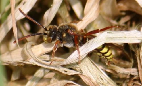 Nomada sp.