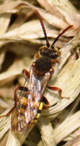 Nomada sp.