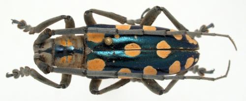 Anoplophora mamaua