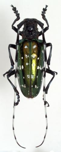 Anoplophora albopicta