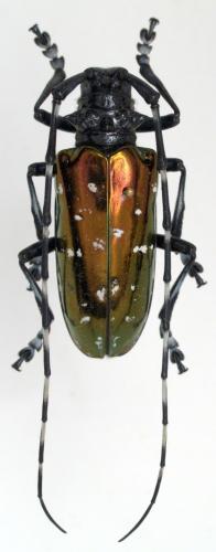 Anoplophora tonkinea