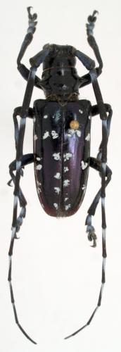 Anoplophora freyi