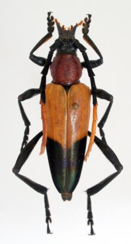 Réf. 56 731 : Pachyteria basalis
