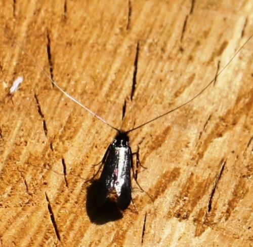 Adela reaumurella