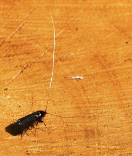 Adela reaumurella