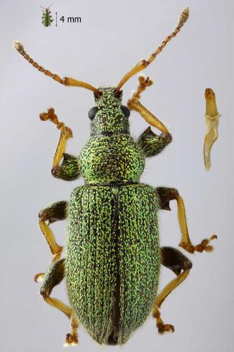 Phyllobius betulinus