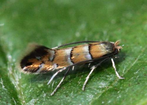 Réf. 56 389 : Phyllonorycter sp.