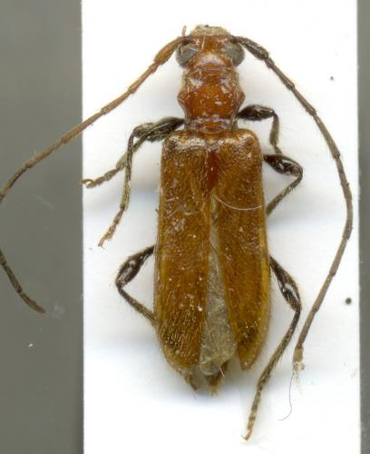 Réf. 56 585 : Obrium cantharinum