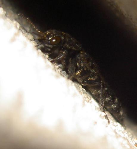 Ontholestes murinus