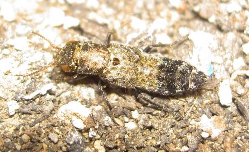 Ontholestes murinus