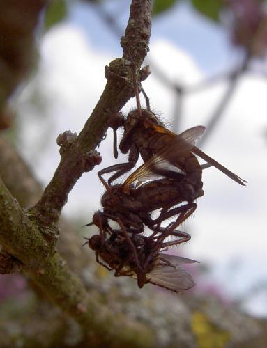 Empis tessellata