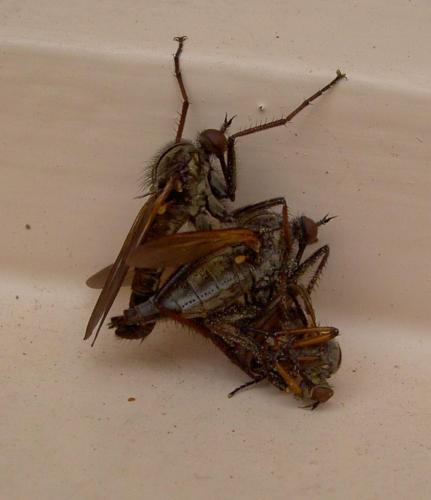 Empis tessellata