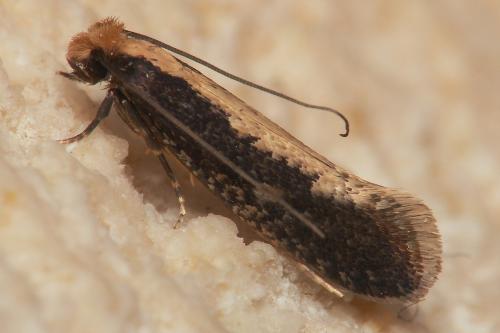 Réf. 56 541 : Monopis crocicapitella