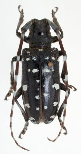 Anoplophora chinensis