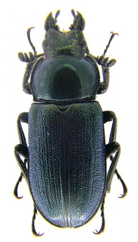 Platycerus caraboides