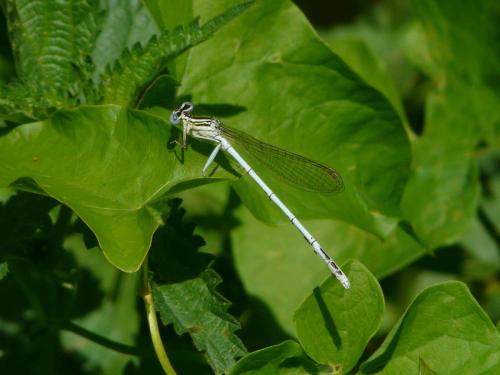 Platycnemis sp.