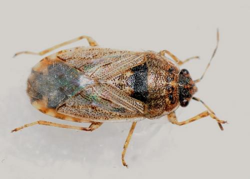 Platyplax salviae