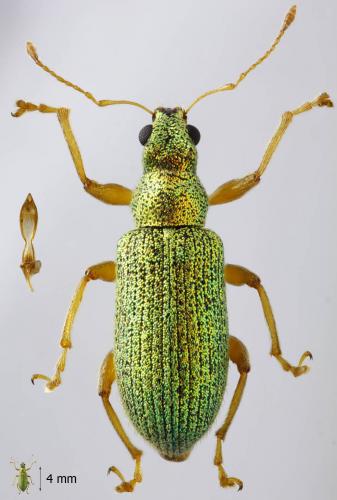 Réf. 56 931 : Polydrusus pterygomalis