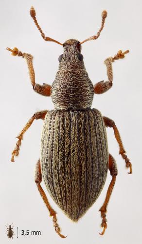 Réf. 56 979 : Polydrusus marginatus