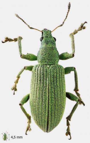 Polydrusus planifrons