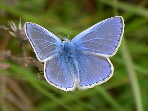 Réf. 56 358 : Polyommatus icarus