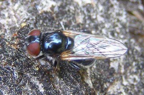 Réf. 56 204 : Psilota atra