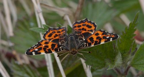 Araschnia levana
