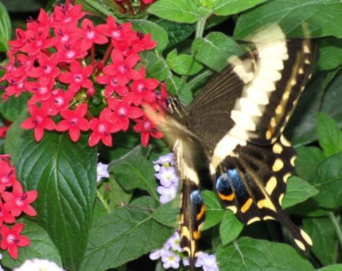 Papilio ophidicephalus