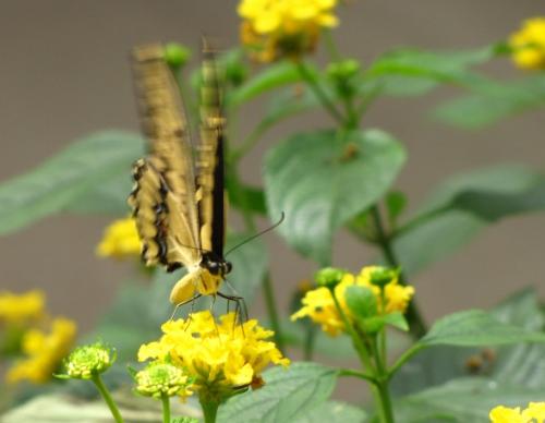 Papilio sp.