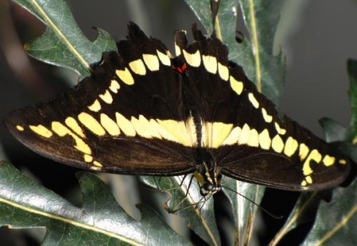 Papilio cresphontes