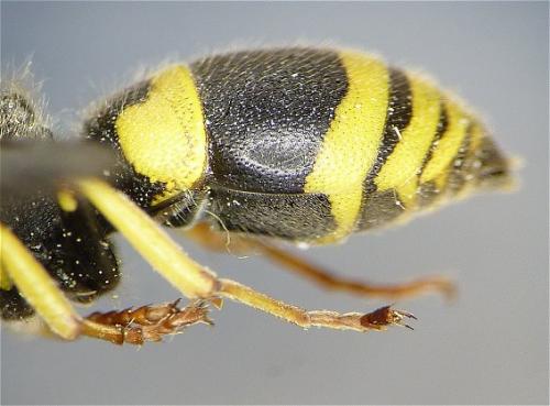 Ancistrocerus nigricornis