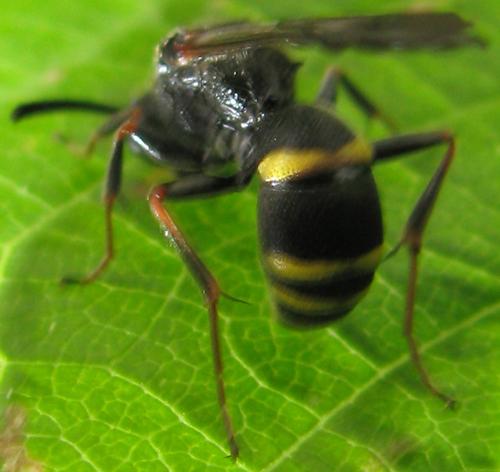 Réf. 56 879 : Nysson spinosus