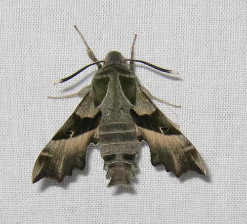 Proserpinus proserpina