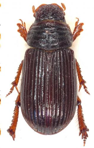 Psammodius laevipennis