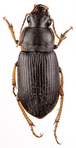 Pseudoophonus griseus