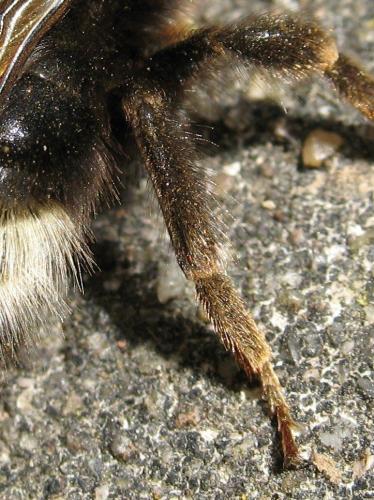 Bombus sylvestris