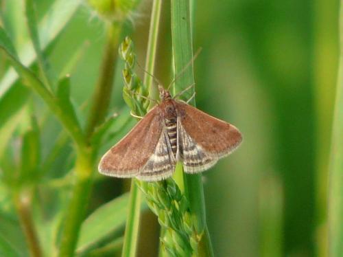 Pyrausta despicata