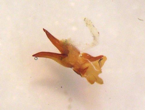 Pyrgus malvae